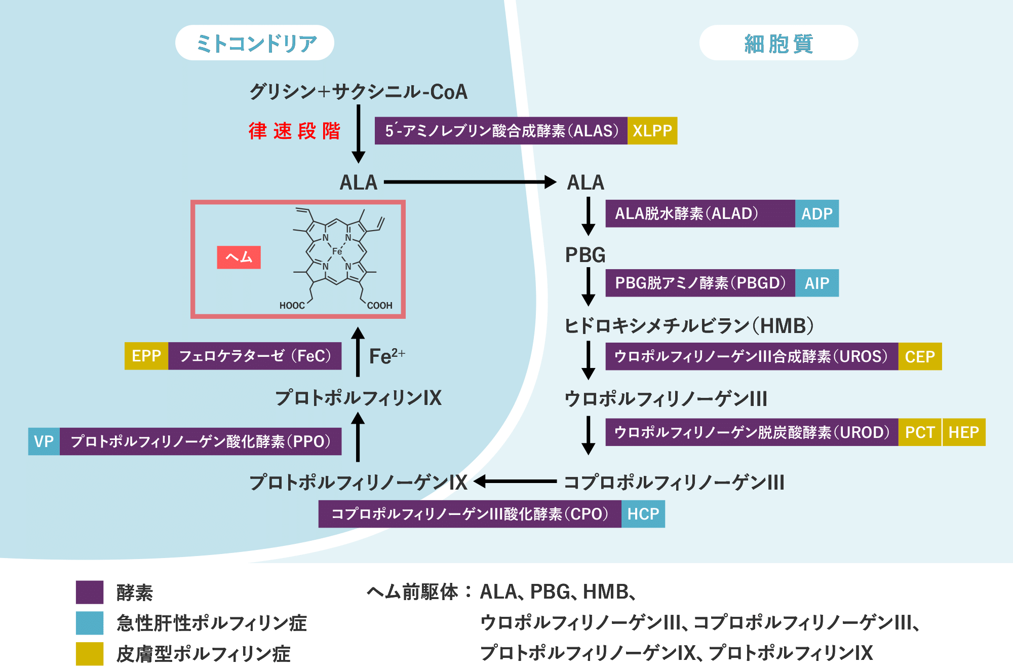 ヘムの生合成プロセス