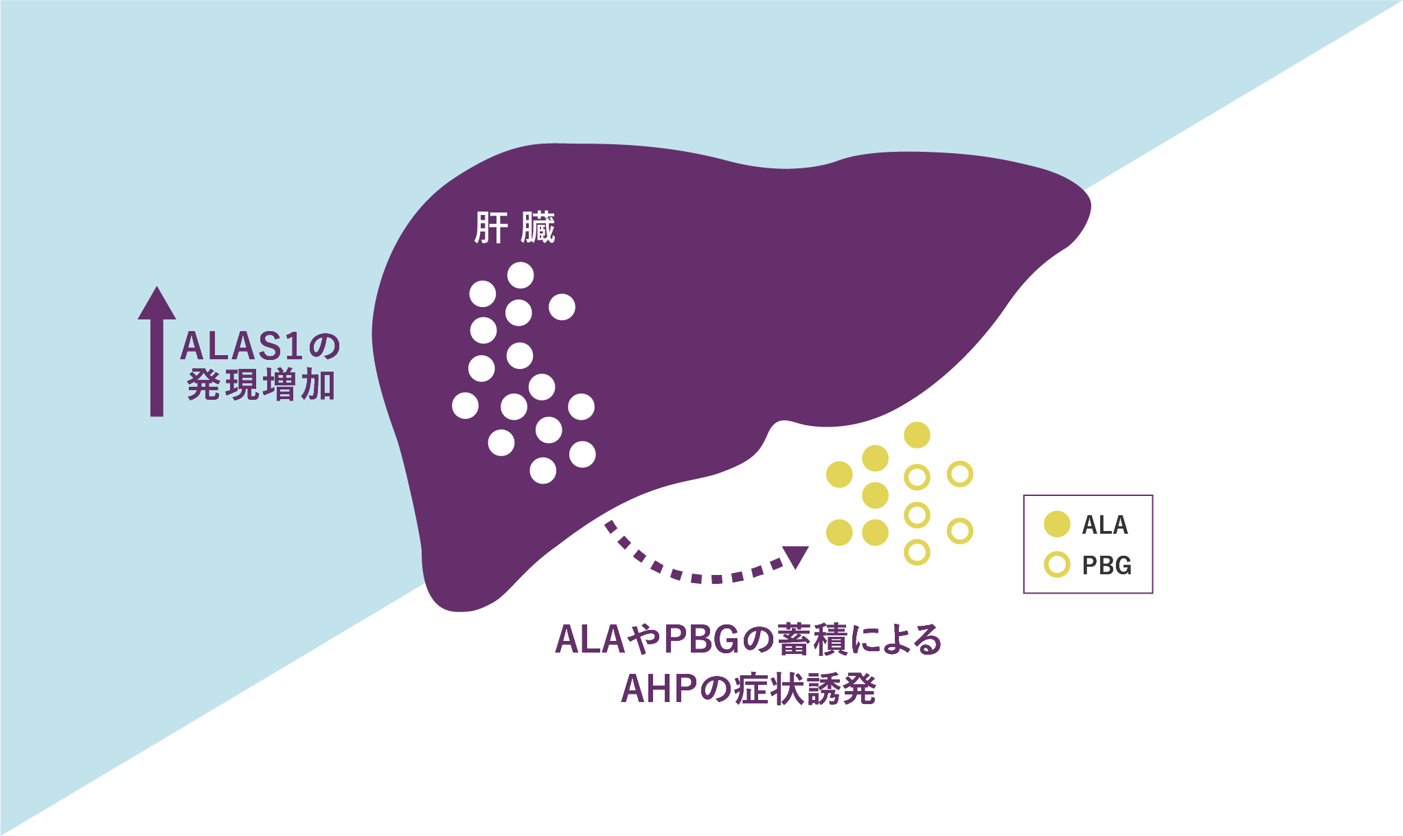 ポルフィリン症の病型