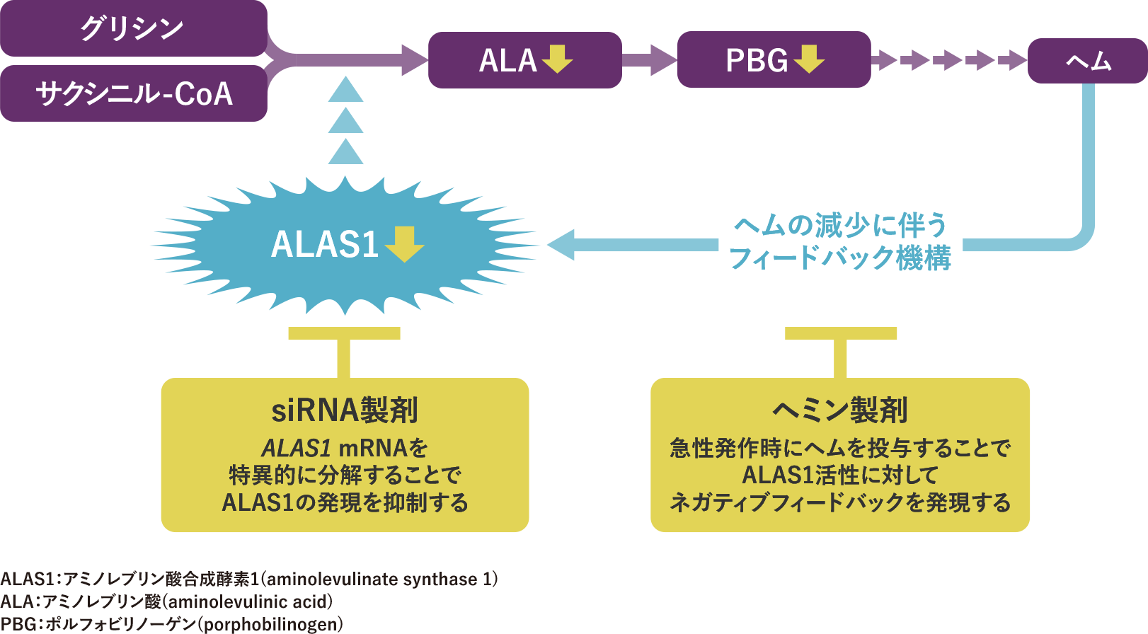 ヘム生合成系におけるヘミン製剤、siRNA製剤の作用点